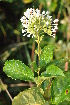  ( - Burrows13434)  @11 [ ] CreativeCommons - Attribution Non-Commercial Share-Alike (2014) John E. Burrows Buffelskloof Nature Reserve Herbarium (BNRH)