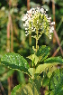  ( - Burrows13434)  @11 [ ] CreativeCommons - Attribution Non-Commercial Share-Alike (2014) John E. Burrows Buffelskloof Nature Reserve Herbarium (BNRH)