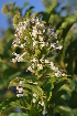  ( - Burrows13434)  @11 [ ] CreativeCommons - Attribution Non-Commercial Share-Alike (2014) John E. Burrows Buffelskloof Nature Reserve Herbarium (BNRH)