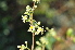  ( - Burrows13436)  @11 [ ] CreativeCommons - Attribution Non-Commercial Share-Alike (2014) John E. Burrows Buffelskloof Nature Reserve Herbarium (BNRH)