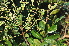  ( - Burrows13436)  @11 [ ] CreativeCommons - Attribution Non-Commercial Share-Alike (2014) John E. Burrows Buffelskloof Nature Reserve Herbarium (BNRH)