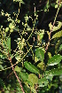  ( - Burrows13436)  @11 [ ] CreativeCommons - Attribution Non-Commercial Share-Alike (2014) John E. Burrows Buffelskloof Nature Reserve Herbarium (BNRH)