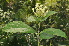 ( - Burrows13445)  @11 [ ] CreativeCommons - Attribution Non-Commercial Share-Alike (2014) John E. Burrows Buffelskloof Nature Reserve Herbarium (BNRH)