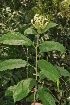  ( - Burrows13445)  @11 [ ] CreativeCommons - Attribution Non-Commercial Share-Alike (2014) John E. Burrows Buffelskloof Nature Reserve Herbarium (BNRH)