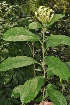  ( - Burrows13445)  @11 [ ] CreativeCommons - Attribution Non-Commercial Share-Alike (2014) John E. Burrows Buffelskloof Nature Reserve Herbarium (BNRH)