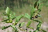  ( - Burrows13450)  @11 [ ] CreativeCommons - Attribution Non-Commercial Share-Alike (2014) John E. Burrows Buffelskloof Nature Reserve Herbarium (BNRH)