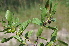  ( - Burrows13450)  @11 [ ] CreativeCommons - Attribution Non-Commercial Share-Alike (2014) John E. Burrows Buffelskloof Nature Reserve Herbarium (BNRH)