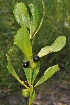  ( - Burrows13450)  @11 [ ] CreativeCommons - Attribution Non-Commercial Share-Alike (2014) John E. Burrows Buffelskloof Nature Reserve Herbarium (BNRH)