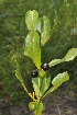  ( - Burrows13450)  @11 [ ] CreativeCommons - Attribution Non-Commercial Share-Alike (2014) John E. Burrows Buffelskloof Nature Reserve Herbarium (BNRH)