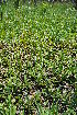  ( - Burrows13453)  @11 [ ] CreativeCommons - Attribution Non-Commercial Share-Alike (2014) John E. Burrows Buffelskloof Nature Reserve Herbarium (BNRH)