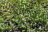  (Brackenridgea - Burrows13453)  @11 [ ] CreativeCommons - Attribution Non-Commercial Share-Alike (2014) John E. Burrows Buffelskloof Nature Reserve Herbarium (BNRH)
