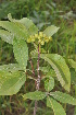  ( - Burrows13470)  @11 [ ] CreativeCommons - Attribution Non-Commercial Share-Alike (2014) John E. Burrows Buffelskloof Nature Reserve Herbarium (BNRH)