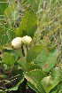  ( - Burrows13474)  @11 [ ] CreativeCommons - Attribution Non-Commercial Share-Alike (2014) John E. Burrows Buffelskloof Nature Reserve Herbarium (BNRH)