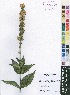  (Isoglossa - Burrows13480)  @11 [ ] No Rights Reserved  Unspecified Unspecified