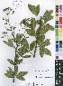  (Heteromorpha - Burrows13481)  @11 [ ] No Rights Reserved  Unspecified Unspecified