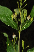  ( - Burrows13485)  @11 [ ] CreativeCommons - Attribution Non-Commercial Share-Alike (2014) John E. Burrows Buffelskloof Nature Reserve Herbarium (BNRH)