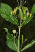  ( - Burrows13485)  @11 [ ] CreativeCommons - Attribution Non-Commercial Share-Alike (2014) John E. Burrows Buffelskloof Nature Reserve Herbarium (BNRH)