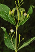  ( - Burrows13485)  @11 [ ] CreativeCommons - Attribution Non-Commercial Share-Alike (2014) John E. Burrows Buffelskloof Nature Reserve Herbarium (BNRH)