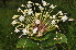  (Clerodendrum frutectorum - Burrows13497)  @11 [ ] CreativeCommons - Attribution Non-Commercial Share-Alike (2014) John E. Burrows Buffelskloof Nature Reserve Herbarium (BNRH)