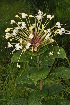  ( - Burrows13497)  @11 [ ] CreativeCommons - Attribution Non-Commercial Share-Alike (2014) John E. Burrows Buffelskloof Nature Reserve Herbarium (BNRH)