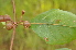 (Fadogia fuchsioides - Burrows13502)  @11 [ ] CreativeCommons - Attribution Non-Commercial Share-Alike (2014) John E. Burrows Buffelskloof Nature Reserve Herbarium (BNRH)