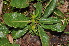  ( - Burrows13506)  @11 [ ] CreativeCommons - Attribution Non-Commercial Share-Alike (2014) John E. Burrows Buffelskloof Nature Reserve Herbarium (BNRH)