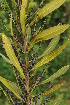  ( - Burrows13508)  @11 [ ] CreativeCommons - Attribution Non-Commercial Share-Alike (2014) John E. Burrows Buffelskloof Nature Reserve Herbarium (BNRH)