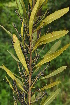  ( - Burrows13508)  @11 [ ] CreativeCommons - Attribution Non-Commercial Share-Alike (2014) John E. Burrows Buffelskloof Nature Reserve Herbarium (BNRH)