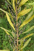  ( - Burrows13508)  @11 [ ] CreativeCommons - Attribution Non-Commercial Share-Alike (2014) John E. Burrows Buffelskloof Nature Reserve Herbarium (BNRH)