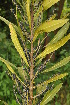 ( - Burrows13508)  @11 [ ] CreativeCommons - Attribution Non-Commercial Share-Alike (2014) John E. Burrows Buffelskloof Nature Reserve Herbarium (BNRH)