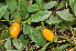  ( - Burrows13513)  @11 [ ] CreativeCommons - Attribution Non-Commercial Share-Alike (2014) John E. Burrows Buffelskloof Nature Reserve Herbarium (BNRH)
