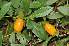  ( - Burrows13513)  @11 [ ] CreativeCommons - Attribution Non-Commercial Share-Alike (2014) John E. Burrows Buffelskloof Nature Reserve Herbarium (BNRH)