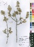 (Pavetta harborii - Burrows13891)  @11 [ ] No Rights Reserved  Unspecified Unspecified