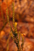  ( - DGE015-26.03.2011)  @11 [ ] No Rights Reserved  Unspecified Unspecified