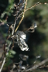  ( - DGE026-26.03.2011)  @11 [ ] No Rights Reserved  Unspecified Unspecified