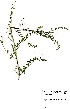  (Lessertia microphylla - DGE026-26.03.2011)  @11 [ ] No Rights Reserved  Unspecified Unspecified