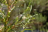  (Empleurum unicapsulare - DGE129-26.03.2011)  @11 [ ] No Rights Reserved  Unspecified Unspecified