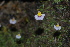  (Utricularia bisquamata - DGE149-26.03.2011)  @11 [ ] No Rights Reserved  Unspecified Unspecified
