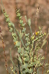  ( - DGE183-26.03.2011)  @11 [ ] No Rights Reserved  Unspecified Unspecified