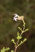  ( - DGE199-26.03.2011)  @11 [ ] No Rights Reserved  Unspecified Unspecified