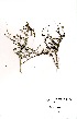  (Salvia namaensis - DGE199-26.03.2011)  @11 [ ] No Rights Reserved  Unspecified Unspecified