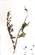 (Mentha longifolia - DGE203-26.03.2011)  @11 [ ] No Rights Reserved  Unspecified Unspecified