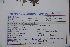  (Rhigozum - Hahn2928)  @11 [ ] No Rights Reserved  Unspecified Unspecified
