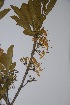  ( - Hahn2950)  @11 [ ] No Rights Reserved  Unspecified Unspecified