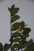  ( - Hahn2967)  @11 [ ] No Rights Reserved  Unspecified Unspecified