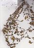  (Hypocalyptus - Stirton13779)  @11 [ ] No Rights Reserved  Unspecified Unspecified