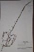  (Striga - K-0001)  @11 [ ] No Rights Reserved  Unspecified Unspecified