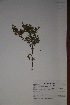  (Chascanum pinnatifidum var. pinnatifidum - K-0028)  @11 [ ] No Rights Reserved  Unspecified Unspecified