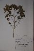  (Leucas sexdentata - K-0036)  @11 [ ] No Rights Reserved  Unspecified Unspecified