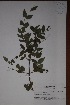  (Jasminum brevifolium - K-0045)  @11 [ ] No Rights Reserved  Unspecified Unspecified